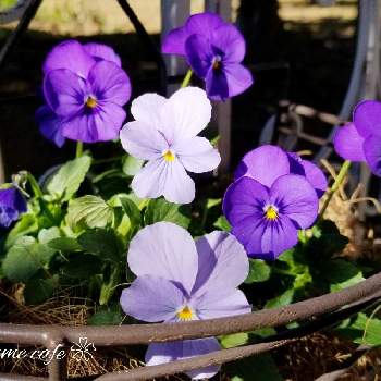 やる気スイッチ♡の画像 by Yumeさん | 小さな庭とビオラ　ビビ　オーシャンブルーとお花を楽しむと美しい♡とハンギングとブルーのお花と清楚なお花とやる気スイッチ♡と蕾応援団と感謝❤️と花のある暮らしとかわいいと雪予報と大人かわいい♪と紫のお花