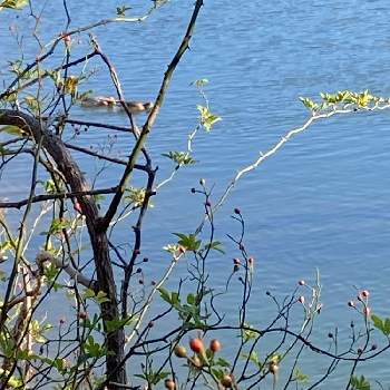 池の周りの画像 by ゆうちゃんさん | ノイバラの実と山野草と散歩中と冬の植物と池の周り