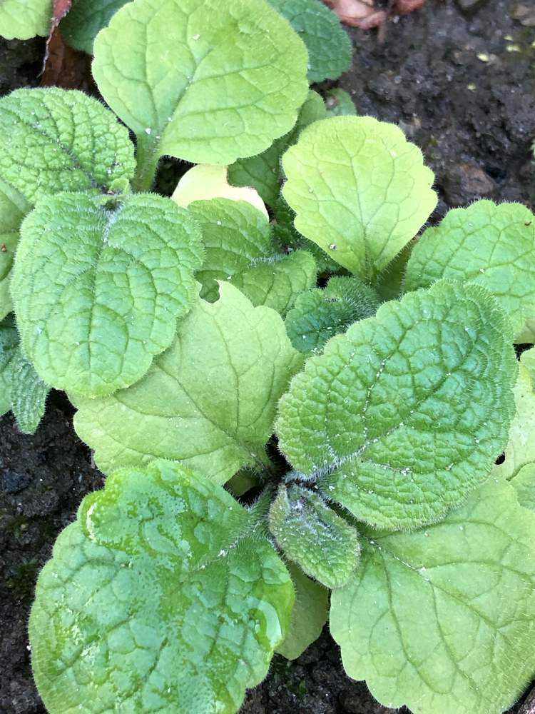 1641428083862_thum_451882_phot