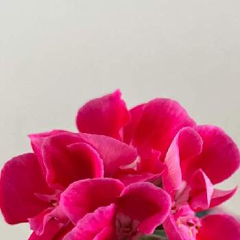 冬に負けないの画像 by morinokoさん | ゼラニウム♡とピンクの花と冬に負けないと咲いてくれてありがとうとおうち園芸と素敵な色合いとゼラニウム ムーンライト
