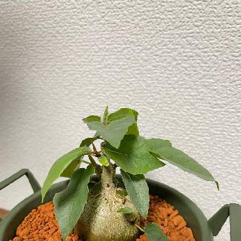 フィカス・パルメリーの画像 by satoyama botanical lifeさん | フィカス・パルメリーと観葉植物と塊根植物とお気に入りとコーデックス