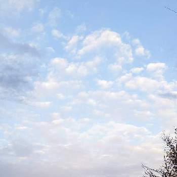 空✽の画像 by 秋草さん | 広い庭とヤマコウバシと雲仲間とアート雲☁️と空✽と冬色✽