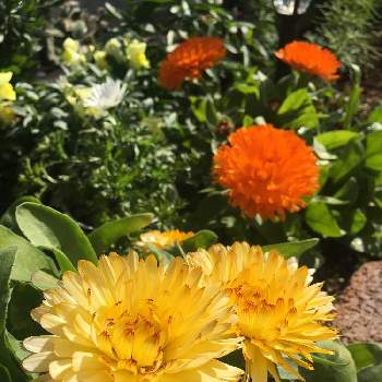 カレンジュラ まどかの投稿画像一覧 Greensnap グリーンスナップ カレンジュラ まどかの投稿画像一覧 Greensnap グリーンスナップ