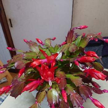 カニシャボテンの画像 by かどちんさん | カニシャボテンと赤い花と真っ赤な火曜日