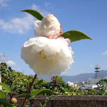 白い山茶花の投稿画像一覧 Greensnap グリーンスナップ 白い山茶花の投稿画像一覧 Greensnap グリーンスナップ
