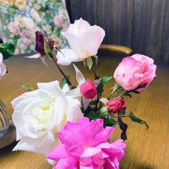 フラゴナールの画像 by ハッピーチャイルドさん | 部屋とティネケとフラゴナールとピンクシフォン.とアイスバーグと花のある暮らしとバラと仲良し