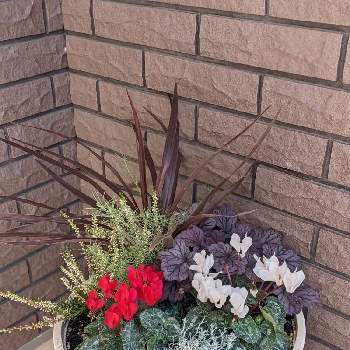 コルジリネレッドスターの投稿画像一覧 Greensnap グリーンスナップ