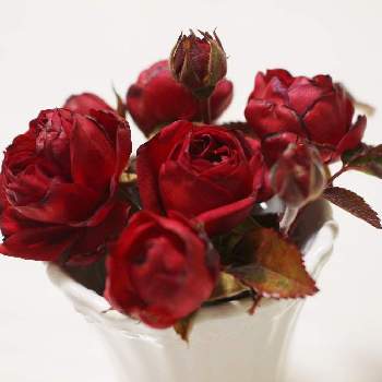 薔薇(トゥルーブルーム・レッドキャプテン)の画像 by pipiさん | 部屋と薔薇　トゥルーブルーム　レッドキャプテンと赤いお花とおうち園芸と花のある暮らしと薔薇♪と薔薇(トゥルーブルーム・レッドキャプテン)
