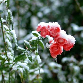 ✨バラの画像 by 伊豆野サクラさん | バラ ポリアンサローズと花のある暮らしと雪に負けるな！と伊豆の庭と✨バラ
