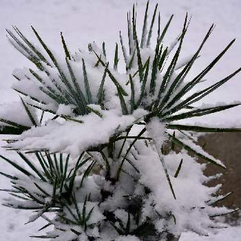 チャメロプスの画像 by ヴィビさん | チャメロプスとシルバーリーフと積雪と耐寒ヤシ