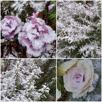 癒される景色の画像 by パープルさん | 広い庭とハボタンと茨城県と雪景色と２０２０年５月同期と　ローズマリーと冬景色と美しい自然と癒される景色とハボタン♪