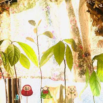 アボカドファミリーの画像 by アリエスさん | キッチンと種から育てたアボカドとおうち園芸とアボカドファミリーと元気に育ててますよ