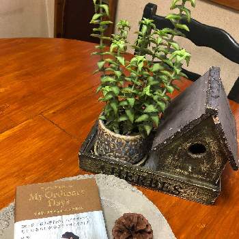 松ぼっくり☆の画像 by ハナハナさん | 部屋と多肉植物と松ぼっくり☆と本のご案内