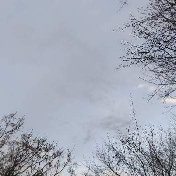 空✽の画像 by 秋草さん | 広い庭とセンダンとリキュウバイとカマツカと日本カマツカと雲仲間と木々✽と空✽と冬色✽