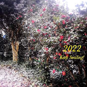 今年もよろしくお願いしますの画像 by 白花葉さん | 椿 つばきと雪景色と今年もよろしくお願いしますとお正月と2022と花のある暮らし