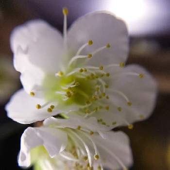 お正月飾りの画像 by Miyukiさん | インテリアとうめとお正月飾りとうめ♡とつぼみとお正月と白い花