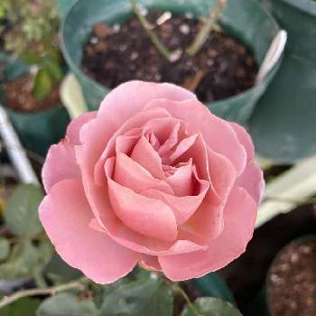 植物 観葉植物 アイボリー レッド サウダージ 魅惑の切り花品種 薔薇 Rujrqqfgxz Mentalsteps Pl