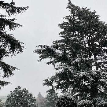 マツ科の画像 by ピノコさん | ヒマラヤスギ。と雪景色とマツ科と山手公園と樹木