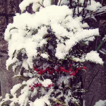 万両の実の画像 by かこちゃんさん | 小さな庭と万両の実とお花大好きとお家園芸と雪を被ってと富士山麓と赤い実とスマホ撮り