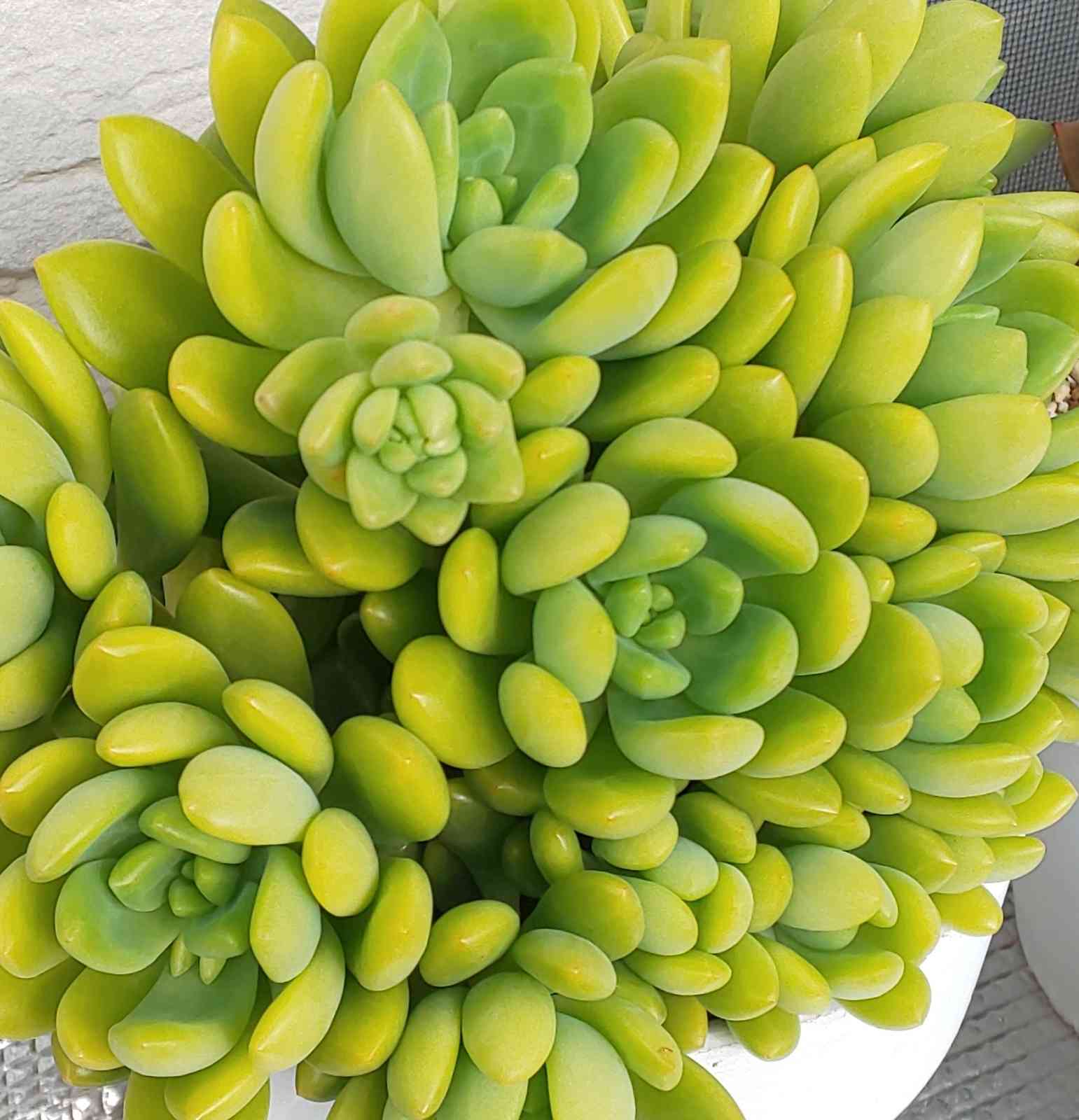 ❀061 春萌の生長記録 2022.06.02更新｜🍀GreenSnap（グリーン