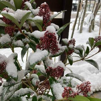 スキミア,鉢植え,雪の日,エントランスの画像
