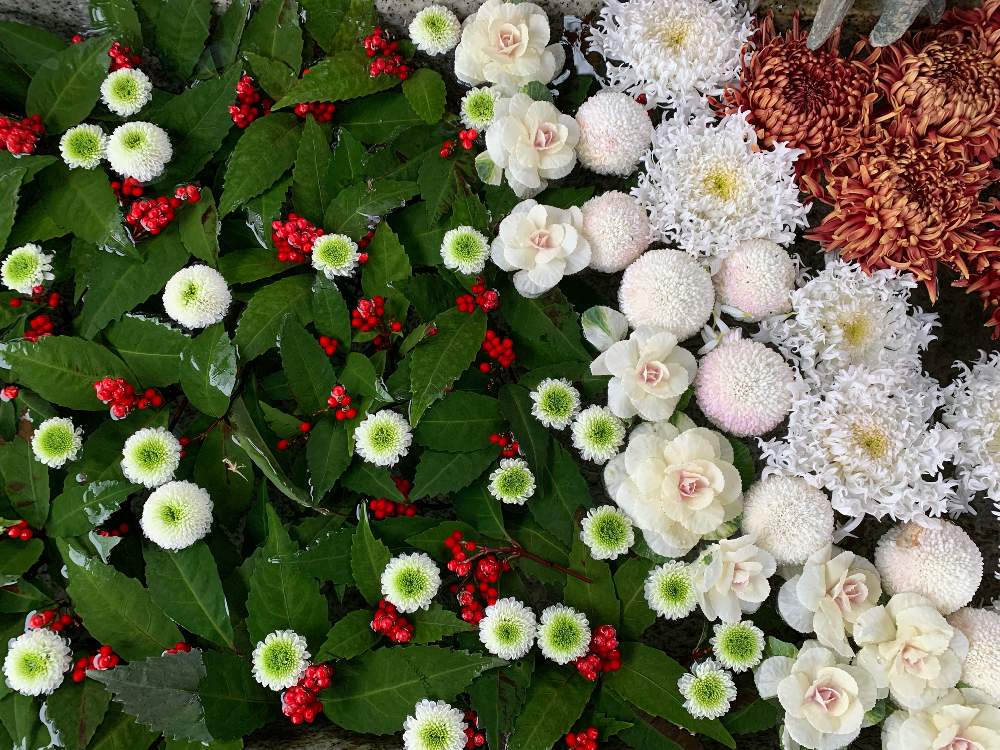ピンポンマムの投稿画像 By にゃーぽんさん キクと千両とキクと葉牡丹と花手水 22月1月7日 Greensnap グリーンスナップ