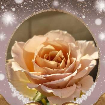 薔薇のある暮らしの画像 by フランさん | バルコニー/ベランダとバラ いおりと素敵なバラと毎日ローズショーと可愛いお花とおうち園芸とはなのある暮らしと金曜ローズショーと綺麗なお花とニュアンスカラーのバラとガーデニングと可愛いバラと薔薇のある暮らしと綺麗なミニ薔薇と薔薇大好き