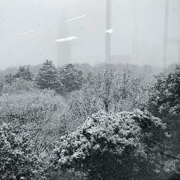 雪が降った～！の画像 by まるさん | 雪が降った～！と新宿御苑の森