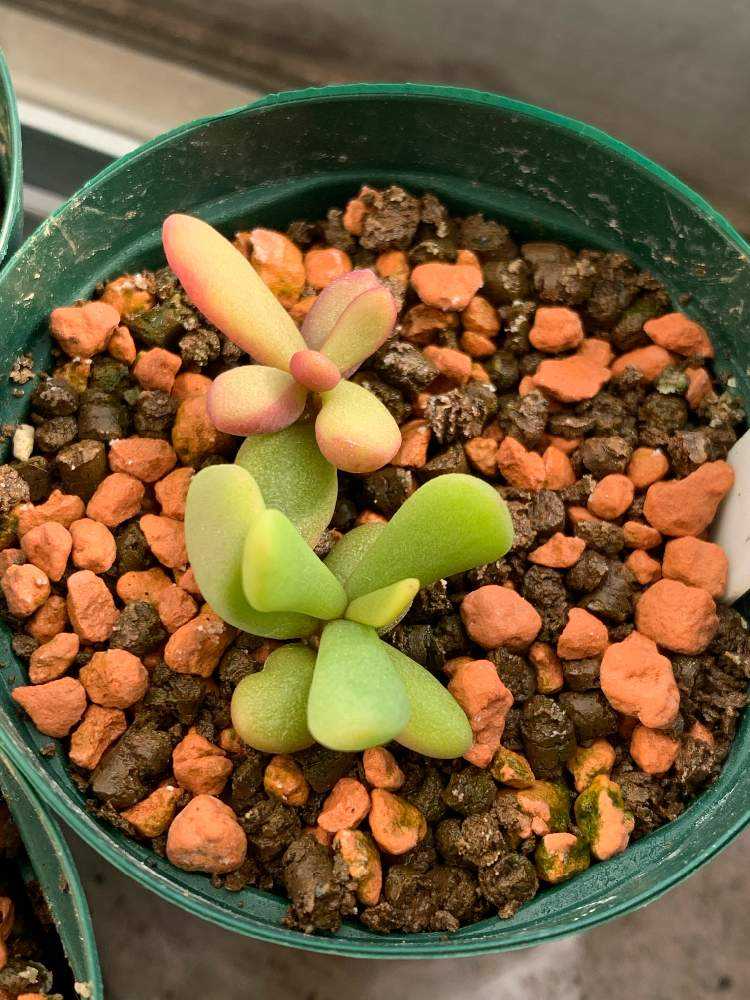 種100粒 ペアルソニー Aloe pearsonii