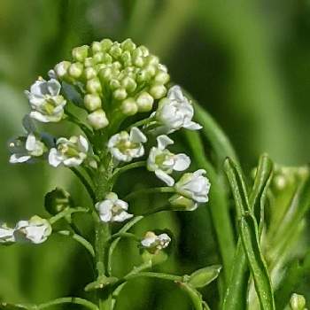 美しき小さな雑草の花図鑑の投稿画像一覧 Greensnap グリーンスナップ