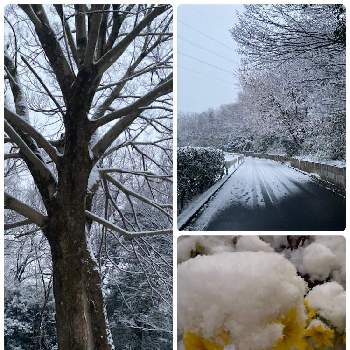 通勤路の画像 by myu〜さん | ガーデンプリムラアラカルトシュシュと通勤路と雪景色
