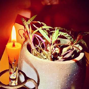 カワイイ葉っぱの画像 by @6033さん | バルコニー/ベランダとリデボユリア.ソシアリスと照明と植物とスマホ撮影と和蝋燭とpicとカワイイ葉っぱとiPhone撮影