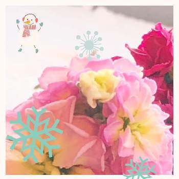 今朝の1枚の画像 by キミさん | バルコニー/ベランダと八重咲きストックと雪‼️と雪‼️と花が凍ってると雪が降った～！と雪積もったと今朝の1枚と寒いと雪がとコラージュ