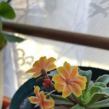 花色が変化するの画像 by coco#さん | 窓辺とレウィシアと寒さに強いと花色が変化するとレウィシア✨と多肉レウィシア