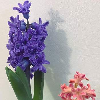 ヒヤシンスの球根の画像 by kopeloさん | 部屋とヒヤシンスとヒヤシンスの球根とお気に入りの花瓶とピンクの花とヒヤシンス水栽培と球根と水耕栽培とIKEAと紫の花