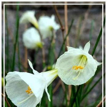 ペチコート水仙 の投稿画像一覧 Greensnap グリーンスナップ