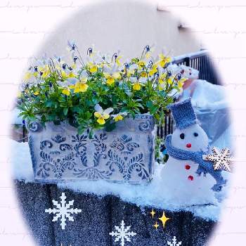極小輪ビオラの画像 by トモさん | 小さな庭とGSの繋がりに感謝♡とお花大好き♡とビオラ ラビット系と可愛いいよねと極小輪ビオラと元気もらえるときれいだね〜〜❣️とユーミンつながりの皆さんに感謝と楽しいね♪と花のある暮らしと雪だるま
