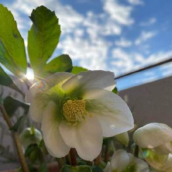 花の好きな人と繋がりたいの投稿画像一覧 Greensnap グリーンスナップ