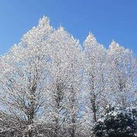 ケヤキ,雪景色,通勤途中,お出かけ先の画像