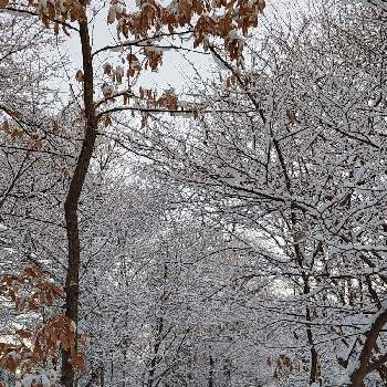 雑木林の画像 by ゴン母さん | お出かけ先と雑木林と雪景色