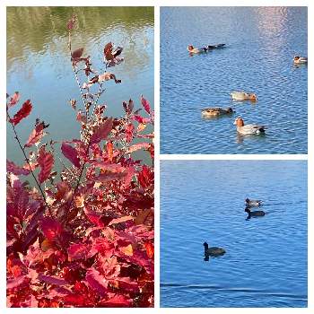 池の周りの画像 by ゆうちゃんさん | コナラと散歩中と冬の風景と 紅葉と池の周り