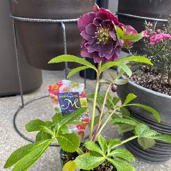 北玄関の投稿画像一覧 Greensnap グリーンスナップ