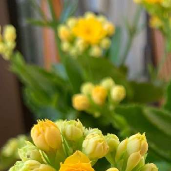 2年目の花の画像 by ささりんさん | 窓辺とカランコエと金曜日の蕾たちとお花大好き♡と植物大好きとおうち園芸と黄色い花と2年目の花と可愛い