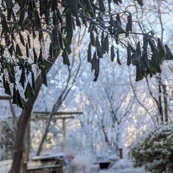 木々✽の画像 by 秋草さん | 広い庭とカクレミノとジンチョウゲと雪❄とカクレミノ✽と木々✽と冬色✽