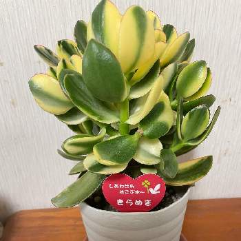 花月 の投稿画像一覧 Greensnap グリーンスナップ