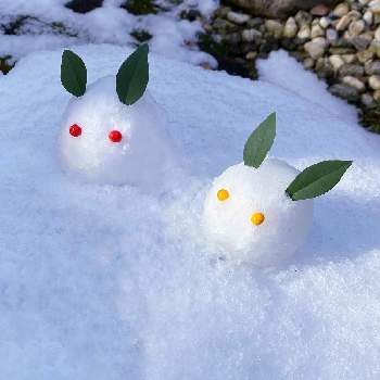 雪うさぎ。の画像 by kikuchixさん | 小さな庭と雪うさぎと雪景色と雪遊びと雪うさぎ。