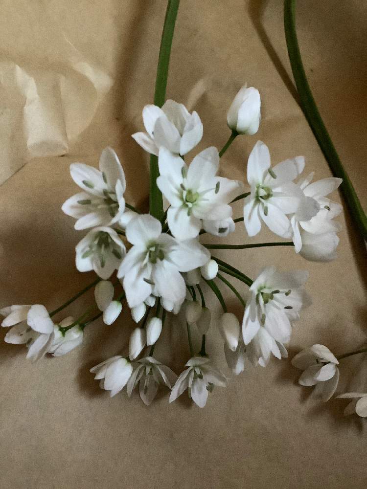 オーニソガラム シルソイデスの投稿画像 By じゅうにさん 22月1月7日 Greensnap グリーンスナップ Greensnap グリーンスナップ オーニソガラム シルソイデスの投稿画像 By じゅうにさん 22月1月7日 Greensnap グリーンスナップ Greensnap グリーンスナップ