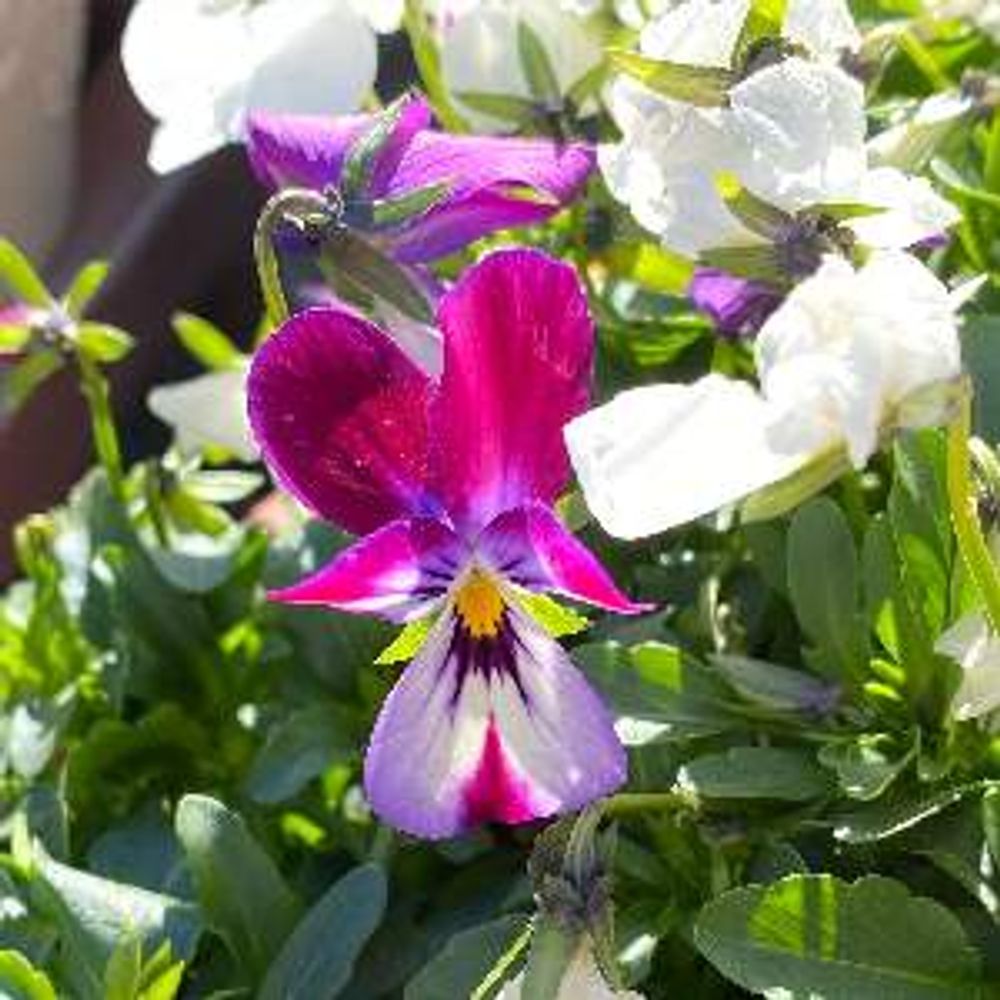 にゃんころ プロフィール画像