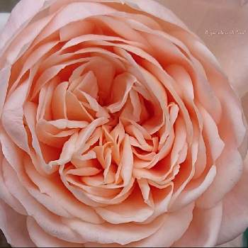 アンブリッジローズの画像 by *mi*さん | 小さな庭とアンブリッジローズとバラの庭とばら バラ 薔薇と庭に咲く花と薔薇のある暮らし♡と鉢植えと鉢薔薇と花のある暮らしと薔薇♪