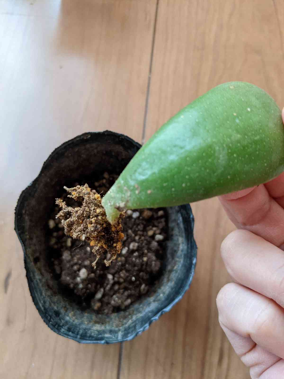 金のなる木 葉挿ししました!｜🍀GreenSnap（グリーンスナップ）